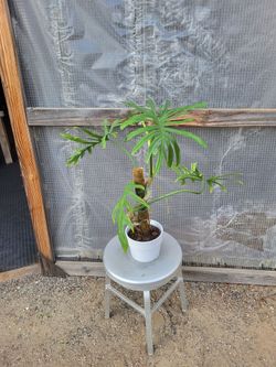 Split Leaf climber 6" Nursery Pot
