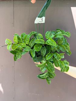 6” hoya krinkle splash hard to find