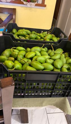 Mango verde $10 por libra