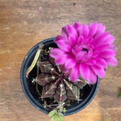 Gymnocalycium Cactus 🌵 
