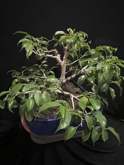 Bonsai