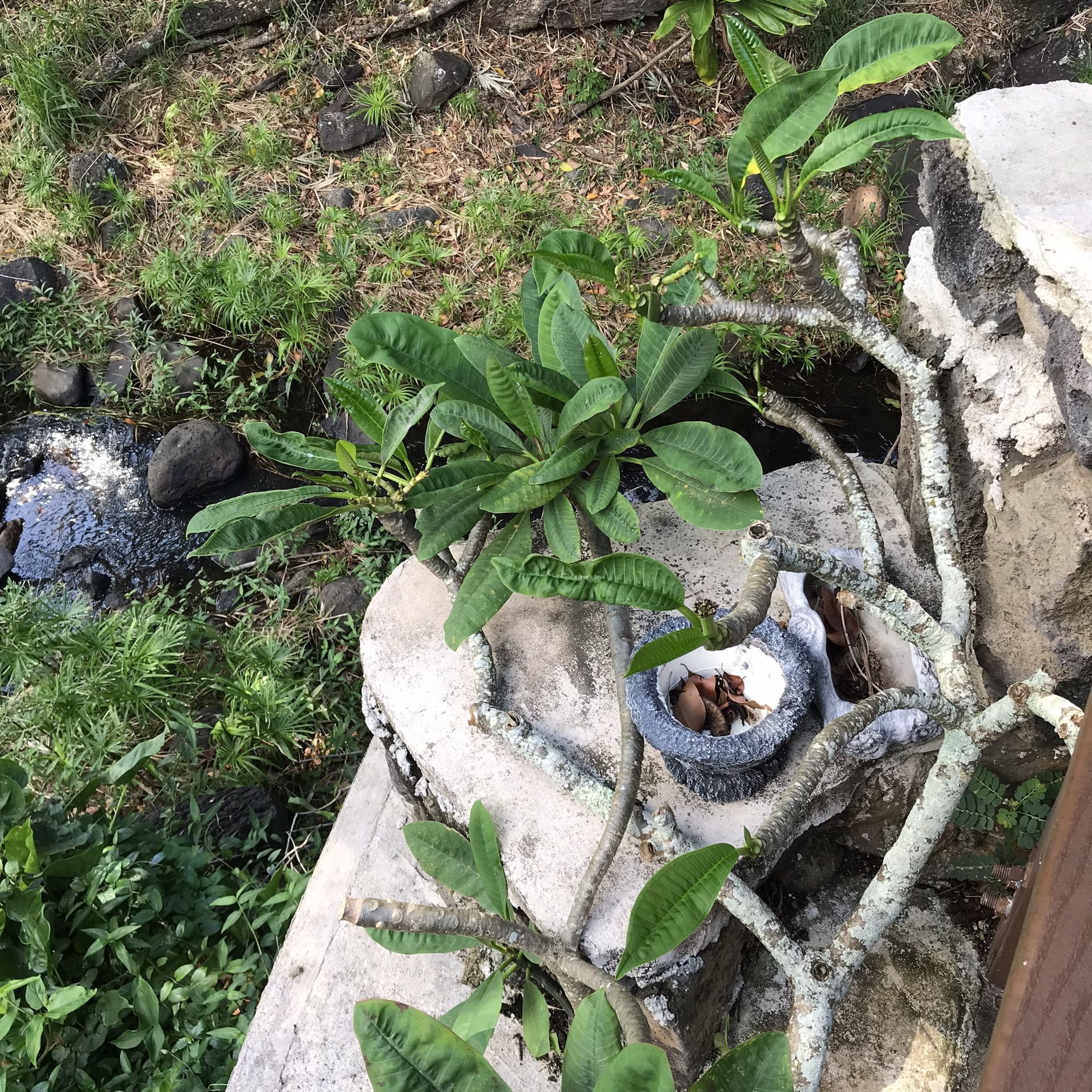 Potted Bonsai Plumeria Tree Dwarf For Garden Patio Backyard Home 