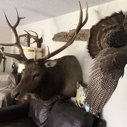 Taxidermy 