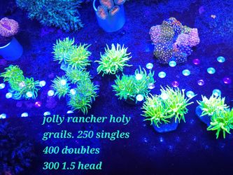 Jolly Rancher Holy Grail Torch Acanthrophyllia Hammer Cynarina Insane Diasaris Amd More