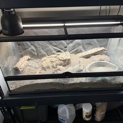 Schnider Skinks and Enclosure Setup