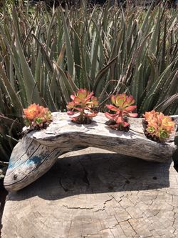 Handmade Beautiful Rustic Wooden Succulent Vase