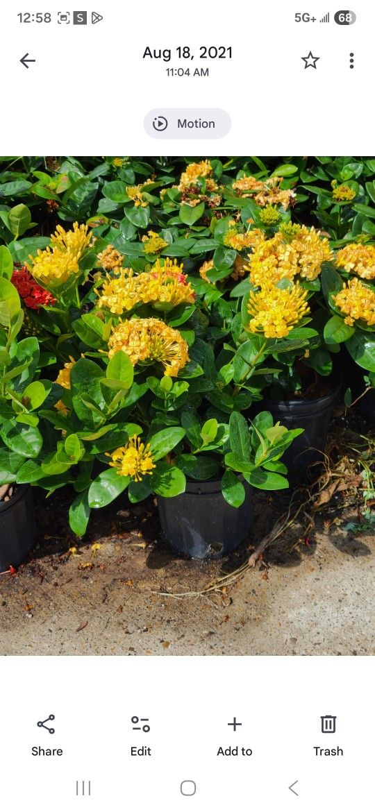 Ixoras Oranges 1gallon 