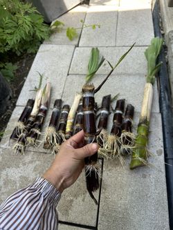 Soft Green Or Soft Black sugarcane 