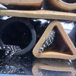 Columbian Zebra Pleco Caves