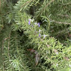 Rosemary Plants 