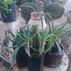 🌿 Explosive Growth Aloe Vera – 🌿 
🌿Crecimiento Explosivo del Aloe Vera🌿