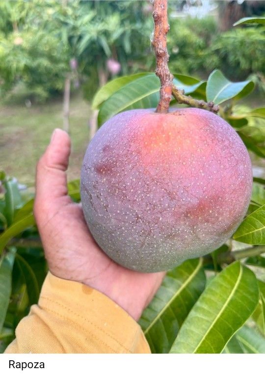 Rapoza Mango Dwarf Grafted Trees 3gal De Mango Injertados Rapoza 3gal