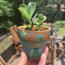 Small Plants In Terracotta And Plastic Pots