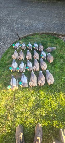 Duck Decoys