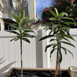 3rd Year Loquat Tree Suckers (May Fruit Soon If Transferred To Ground) $75 Each