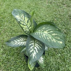 DIEFFENBACHIA  (3 gallon pot) Stunning Pattern , Attractive 