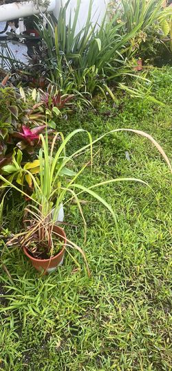 Lemon Grass Wellness Plant