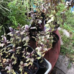 Purple Basil 