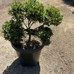 Pom Pom Boxwood