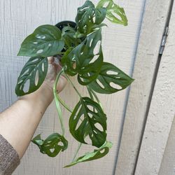 4” Monstera Swiss cheese 