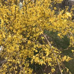 Forsythia Plants