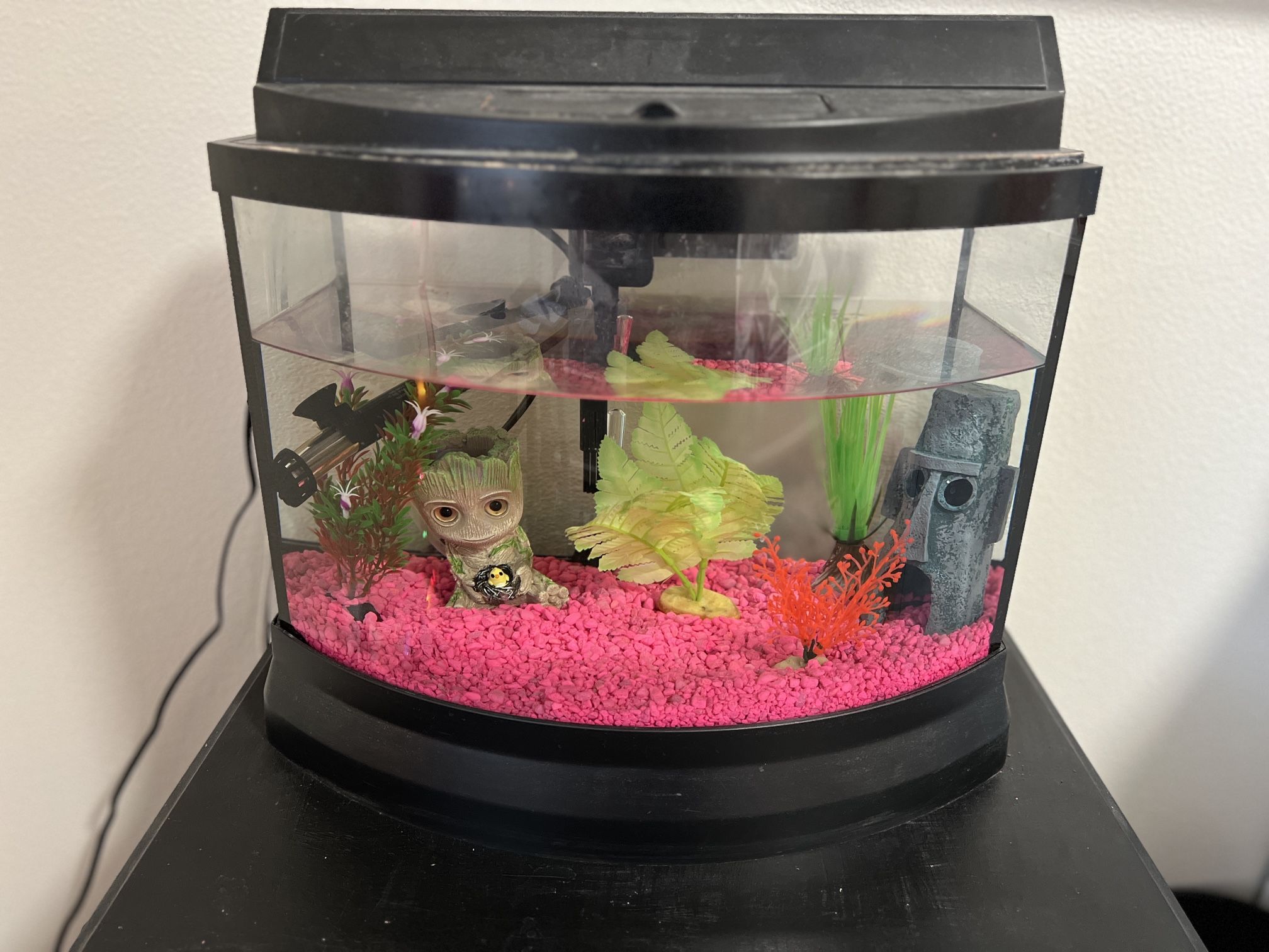 5 Gallon Fish Tank