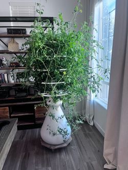Hydroponic