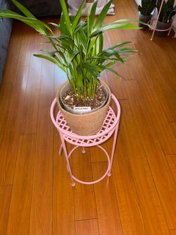 Plant Stand with Palm