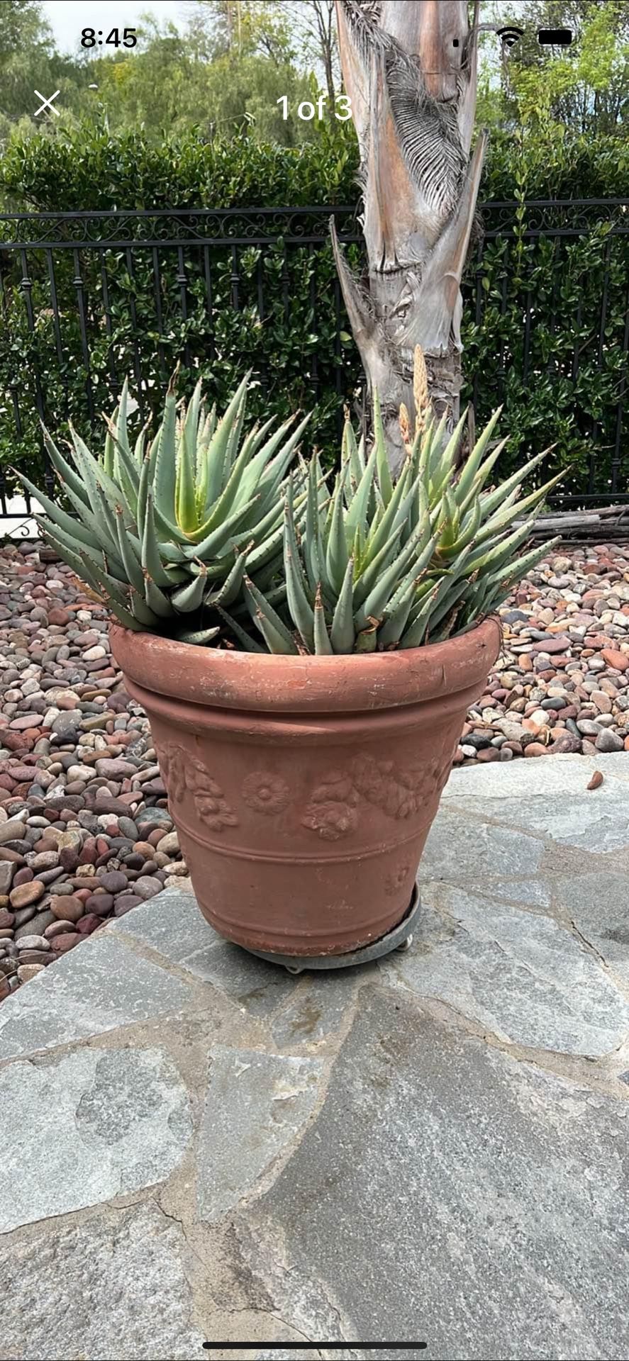 Massive Potted Aloe Plant