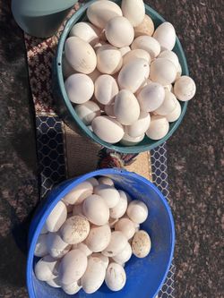 Farm Eggs