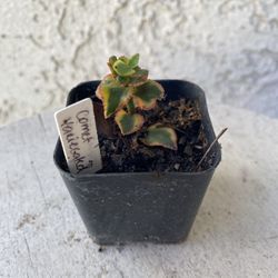 2 Inch Pot Succulent Plant Crassula Sarmentosa Variegated Comet -Rooted & Established - Drought Resistant 🪴 Baby Shower Wedding Favors