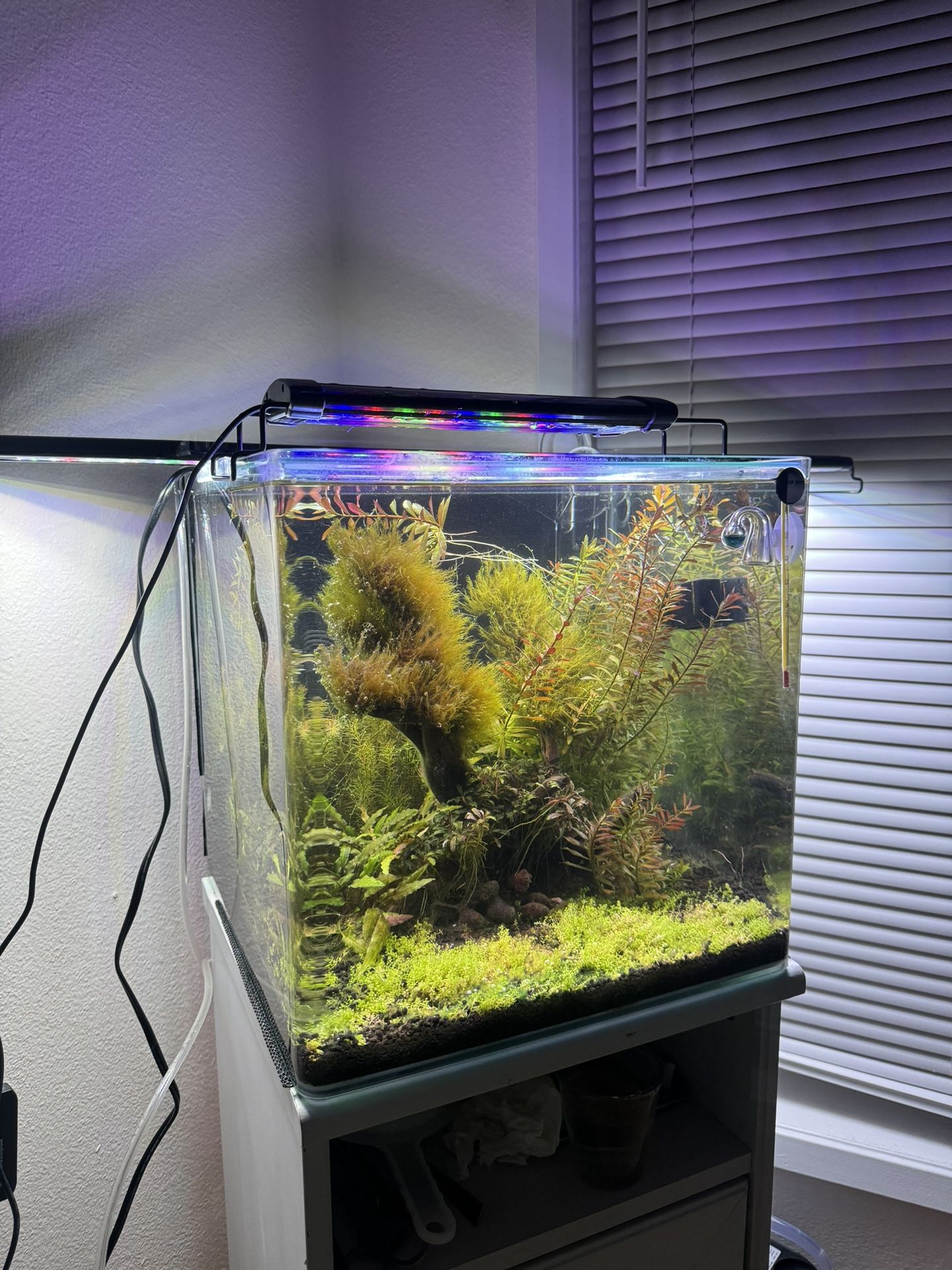 Aquarium Fish Tank