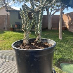 Cholla Cactus