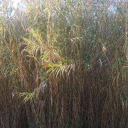 Giant Bamboo Plants