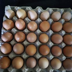 Chicken Eggs Good For Hatching 
