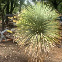 Beautiful Balanced Blue YUCCA  ROSTRATA 