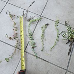 Assorted String of Succulents, Trailing Succulents, Rooted Strings, Hanging