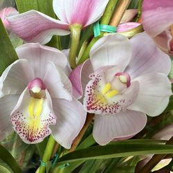 Cymbidium Orchids Địa Lan Có Nhiều Mau