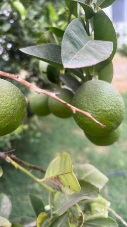 Organic limones for lemonade