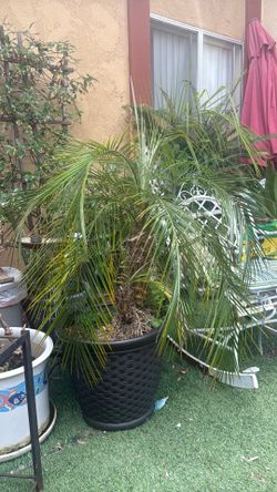 Smaller palms