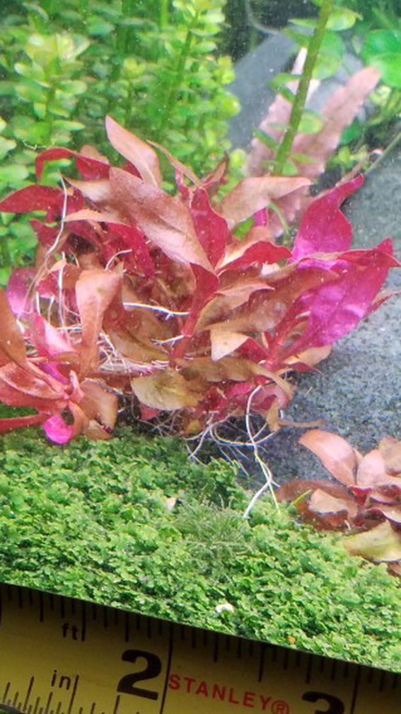 Aquarium Plant: Alternanthra Reinickii Mini