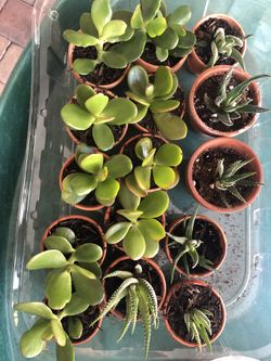 Set of 12 succulent cactus natural plants