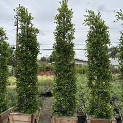 Ficus Nitida Indian Laurel Privacy Hedge