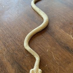 Gold snake 