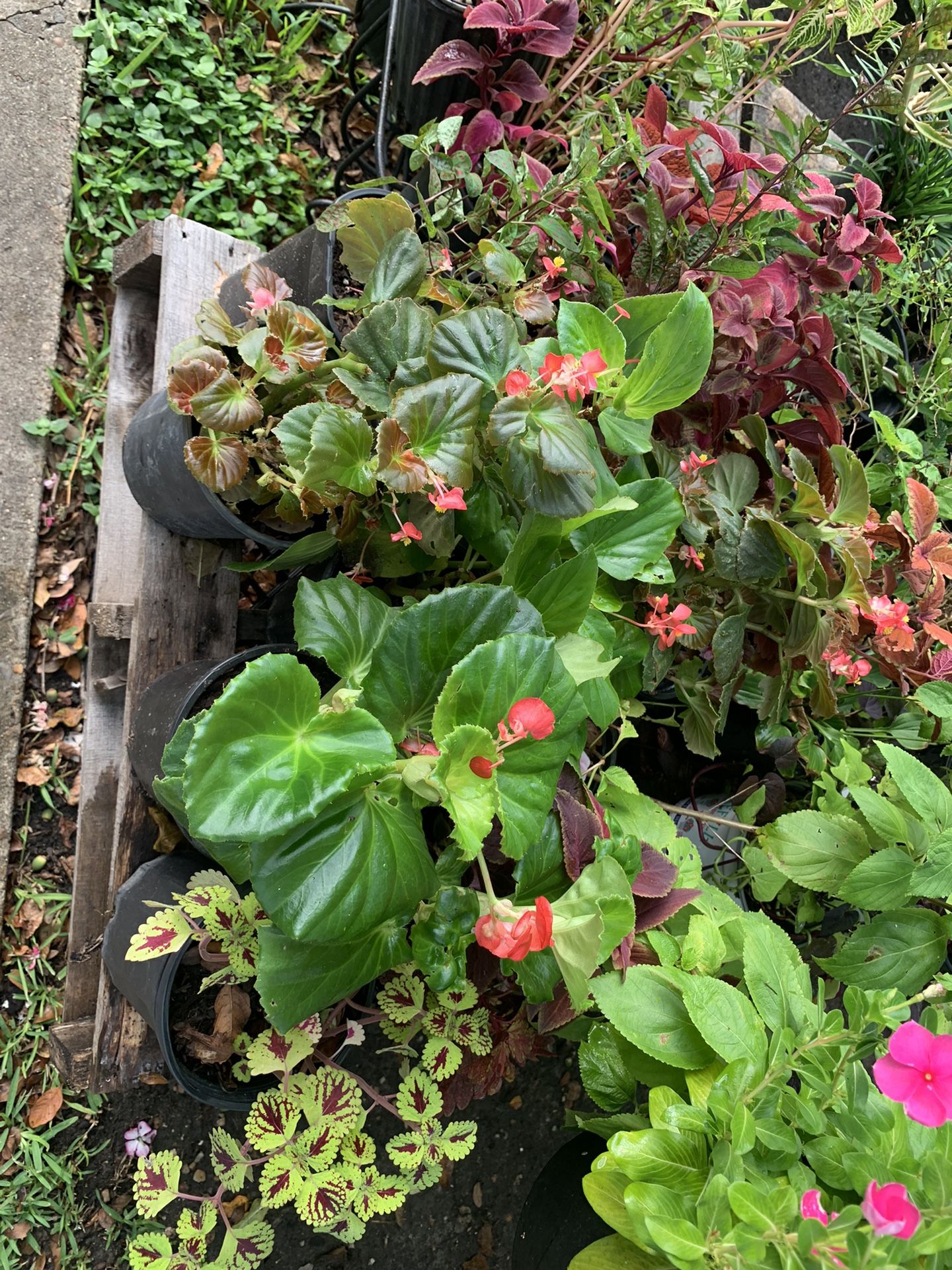 10 Dollars Plants