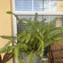 Large Ferns Plant