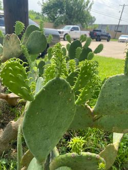 Cactus $10 available at Desoto