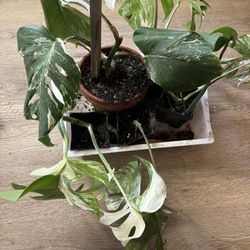 Monstera Albo Rooted Cuttings 