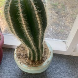Cactus  !   Please !