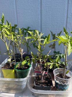 Brandywine Tomato Starts